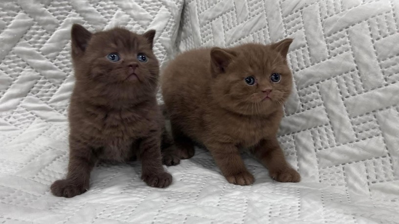 uaekittens-kittensforsaledubai-dubaikittens-persiankittensuae-kittensadoptionuae-dubaipetsforsale-uaepets-big-1