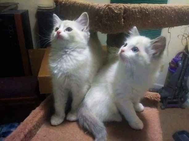 uaekittens-kittensforsaledubai-dubaikittens-persiankittensuae-kittensadoptionuae-dubaipetsforsale-uaepets-big-2