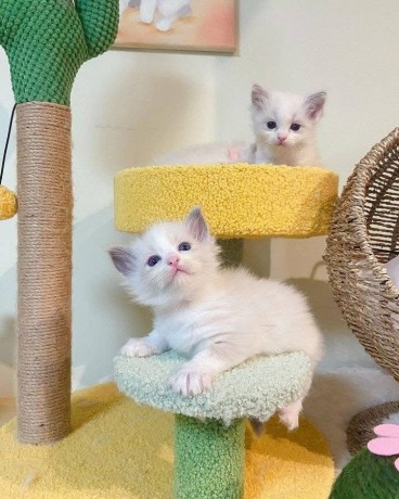 uaekittens-kittensforsaledubai-dubaikittens-persiankittensuae-kittensadoptionuae-dubaipetsforsale-uaepets-big-4