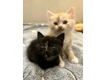 uaekittens-kittensforsaledubai-dubaikittens-persiankittensuae-kittensadoptionuae-dubaipetsforsale-uaepets-small-0