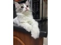 uaekittens-kittensforsaledubai-dubaikittens-persiankittensuae-kittensadoptionuae-dubaipetsforsale-uaepets-small-4
