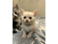 uaekittens-kittensforsaledubai-dubaikittens-persiankittensuae-kittensadoptionuae-dubaipetsforsale-uaepets-small-3