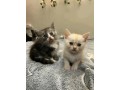 uaekittens-kittensforsaledubai-dubaikittens-persiankittensuae-kittensadoptionuae-dubaipetsforsale-uaepets-small-2