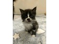 uaekittens-kittensforsaledubai-dubaikittens-persiankittensuae-kittensadoptionuae-dubaipetsforsale-uaepets-small-1