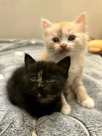 uaekittens-kittensforsaledubai-dubaikittens-persiankittensuae-kittensadoptionuae-dubaipetsforsale-uaepets-big-0