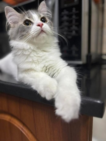 uaekittens-kittensforsaledubai-dubaikittens-persiankittensuae-kittensadoptionuae-dubaipetsforsale-uaepets-big-4