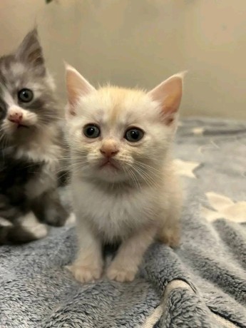 uaekittens-kittensforsaledubai-dubaikittens-persiankittensuae-kittensadoptionuae-dubaipetsforsale-uaepets-big-3