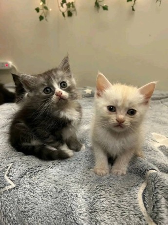 uaekittens-kittensforsaledubai-dubaikittens-persiankittensuae-kittensadoptionuae-dubaipetsforsale-uaepets-big-2