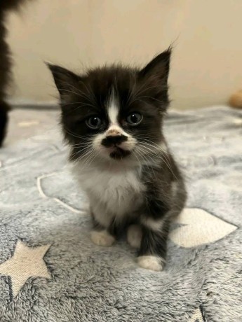 uaekittens-kittensforsaledubai-dubaikittens-persiankittensuae-kittensadoptionuae-dubaipetsforsale-uaepets-big-1