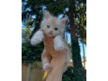 uaekittens-kittensforsaledubai-dubaikittens-persiankittensuae-kittensadoptionuae-dubaipetsforsale-uaepets-small-2