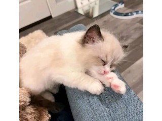 Uaekittens 		#kittensforsaleDubai 		#dubaikittens 		#persiankittensuae 		#kittensadoptionuae 		#dubaipetsforsale 		#uaepets