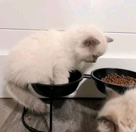 uaekittens-kittensforsaledubai-dubaikittens-persiankittensuae-kittensadoptionuae-dubaipetsforsale-uaepets-big-1