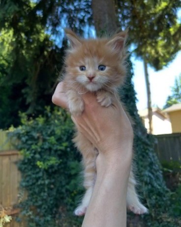 uaekittens-kittensforsaledubai-dubaikittens-persiankittensuae-kittensadoptionuae-dubaipetsforsale-uaepets-big-3