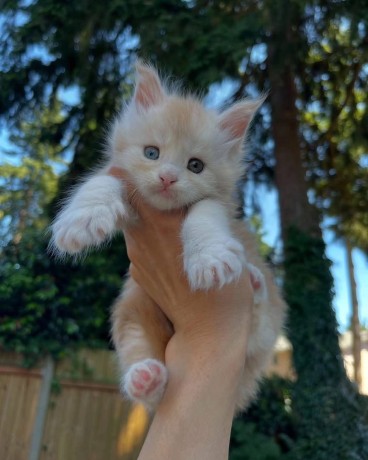 uaekittens-kittensforsaledubai-dubaikittens-persiankittensuae-kittensadoptionuae-dubaipetsforsale-uaepets-big-2