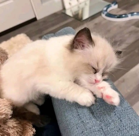 uaekittens-kittensforsaledubai-dubaikittens-persiankittensuae-kittensadoptionuae-dubaipetsforsale-uaepets-big-0