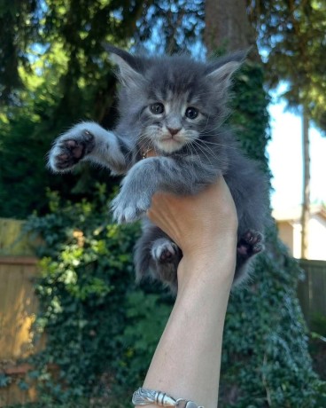 uaekittens-kittensforsaledubai-dubaikittens-persiankittensuae-kittensadoptionuae-dubaipetsforsale-uaepets-big-4