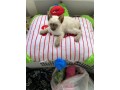 uaekittens-kittensforsaledubai-dubaikittens-persiankittensuae-kittensadoptionuae-dubaipetsforsale-uaepets-small-4