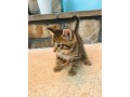 uaekittens-kittensforsaledubai-dubaikittens-persiankittensuae-kittensadoptionuae-dubaipetsforsale-uaepets-small-2