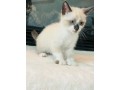 uaekittens-kittensforsaledubai-dubaikittens-persiankittensuae-kittensadoptionuae-dubaipetsforsale-uaepets-small-3