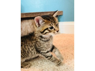 Uaekittens 		#kittensforsaleDubai 		#dubaikittens 		#persiankittensuae 		#kittensadoptionuae 		#dubaipetsforsale 		#uaepets