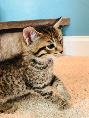 uaekittens-kittensforsaledubai-dubaikittens-persiankittensuae-kittensadoptionuae-dubaipetsforsale-uaepets-big-0