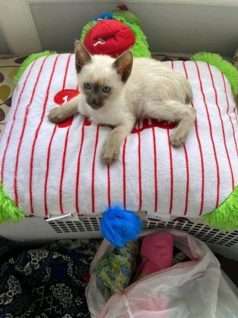 uaekittens-kittensforsaledubai-dubaikittens-persiankittensuae-kittensadoptionuae-dubaipetsforsale-uaepets-big-4