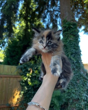 uaekittens-kittensforsaledubai-dubaikittens-persiankittensuae-kittensadoptionuae-dubaipetsforsale-uaepets-big-1