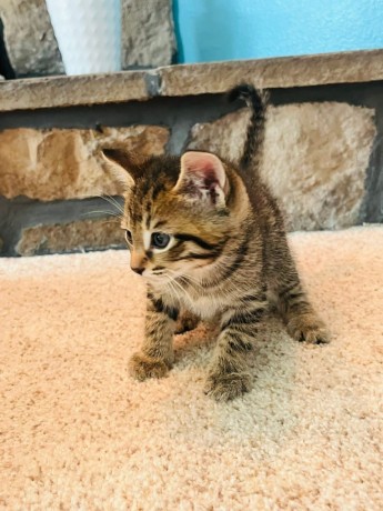 uaekittens-kittensforsaledubai-dubaikittens-persiankittensuae-kittensadoptionuae-dubaipetsforsale-uaepets-big-2