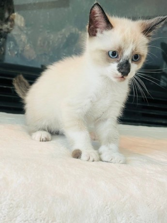 uaekittens-kittensforsaledubai-dubaikittens-persiankittensuae-kittensadoptionuae-dubaipetsforsale-uaepets-big-3