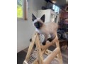 uaekittens-kittensforsaledubai-dubaikittens-persiankittensuae-kittensadoptionuae-dubaipetsforsale-uaepets-small-2