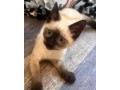 uaekittens-kittensforsaledubai-dubaikittens-persiankittensuae-kittensadoptionuae-dubaipetsforsale-uaepets-small-4