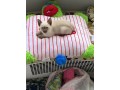 uaekittens-kittensforsaledubai-dubaikittens-persiankittensuae-kittensadoptionuae-dubaipetsforsale-uaepets-small-1