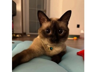 Uaekittens 		#kittensforsaleDubai 		#dubaikittens 		#persiankittensuae 		#kittensadoptionuae 		#dubaipetsforsale 		#uaepets