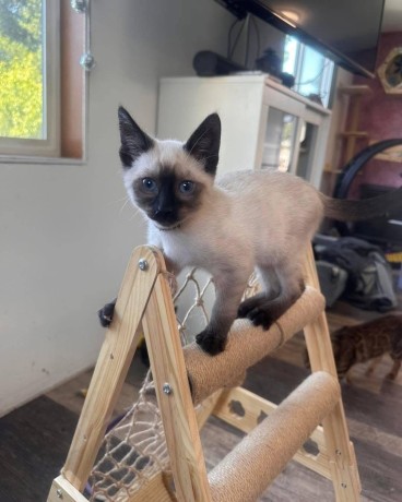 uaekittens-kittensforsaledubai-dubaikittens-persiankittensuae-kittensadoptionuae-dubaipetsforsale-uaepets-big-2