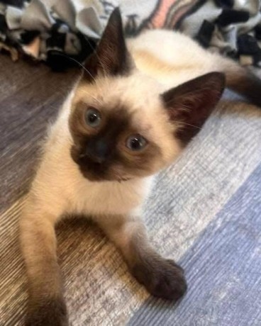 uaekittens-kittensforsaledubai-dubaikittens-persiankittensuae-kittensadoptionuae-dubaipetsforsale-uaepets-big-4