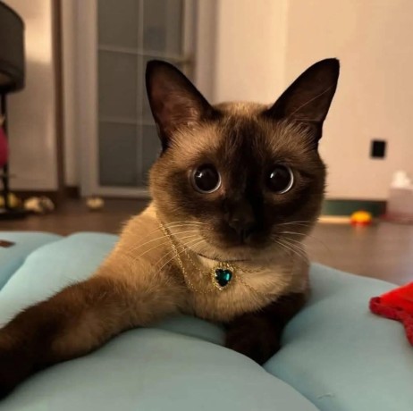 uaekittens-kittensforsaledubai-dubaikittens-persiankittensuae-kittensadoptionuae-dubaipetsforsale-uaepets-big-0