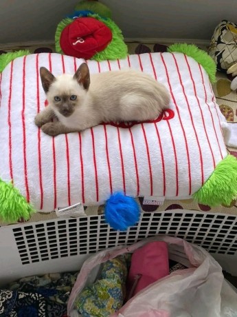 uaekittens-kittensforsaledubai-dubaikittens-persiankittensuae-kittensadoptionuae-dubaipetsforsale-uaepets-big-1