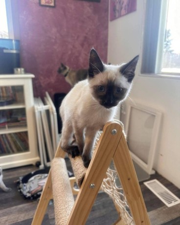 uaekittens-kittensforsaledubai-dubaikittens-persiankittensuae-kittensadoptionuae-dubaipetsforsale-uaepets-big-3