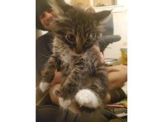 Uaekittens 		#kittensforsaleDubai 		#dubaikittens 		#persiankittensuae 		#kittensadoptionuae 		#dubaipetsforsale 		#uaepets