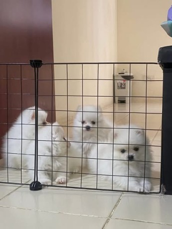 uaekittens-kittensforsaledubai-dubaikittens-persiankittensuae-kittensadoptionuae-dubaipetsforsale-uaepets-big-3