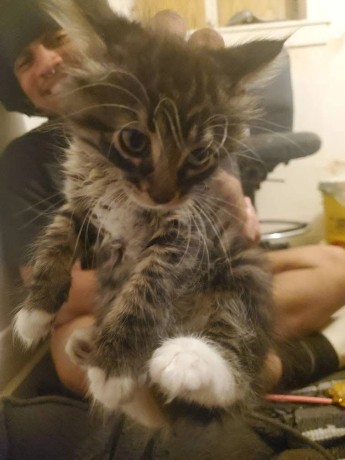 uaekittens-kittensforsaledubai-dubaikittens-persiankittensuae-kittensadoptionuae-dubaipetsforsale-uaepets-big-0