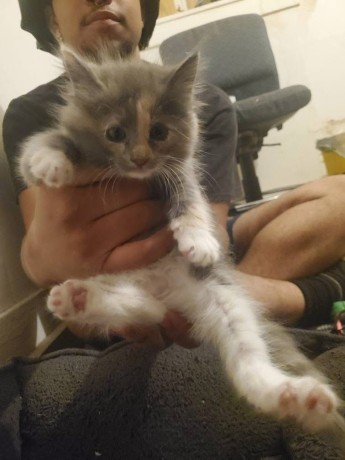 uaekittens-kittensforsaledubai-dubaikittens-persiankittensuae-kittensadoptionuae-dubaipetsforsale-uaepets-big-4