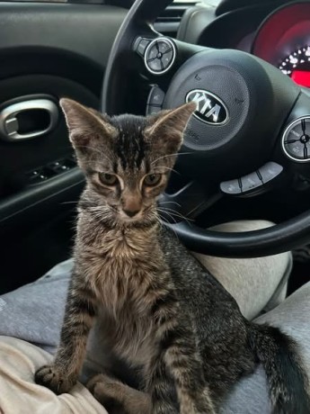 uaekittens-kittensforsaledubai-dubaikittens-persiankittensuae-kittensadoptionuae-dubaipetsforsale-uaepets-big-2