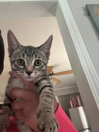 uaekittens-kittensforsaledubai-dubaikittens-persiankittensuae-kittensadoptionuae-dubaipetsforsale-uaepets-big-1