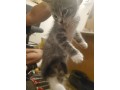 uaekittens-kittensforsaledubai-dubaikittens-persiankittensuae-kittensadoptionuae-dubaipetsforsale-uaepets-small-3