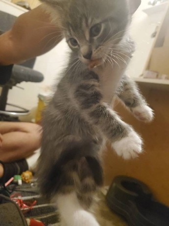 uaekittens-kittensforsaledubai-dubaikittens-persiankittensuae-kittensadoptionuae-dubaipetsforsale-uaepets-big-3