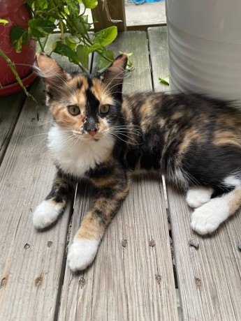 uaekittens-kittensforsaledubai-dubaikittens-persiankittensuae-kittensadoptionuae-dubaipetsforsale-uaepets-big-0