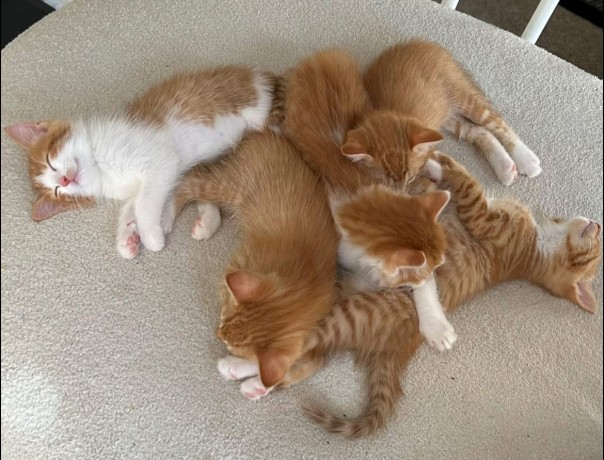 uaekittens-kittensforsaledubai-dubaikittens-persiankittensuae-kittensadoptionuae-dubaipetsforsale-uaepets-big-2