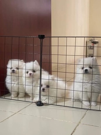 uaekittens-kittensforsaledubai-dubaikittens-persiankittensuae-kittensadoptionuae-dubaipetsforsale-uaepets-big-1