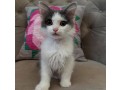 uaekittens-kittensforsaledubai-dubaikittens-persiankittensuae-kittensadoptionuae-dubaipetsforsale-uaepets-small-3